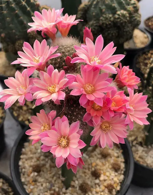 Pink-Flowered Succulents 2