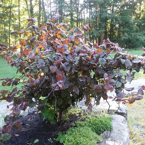 Best Red Leaf Plant Varieties 