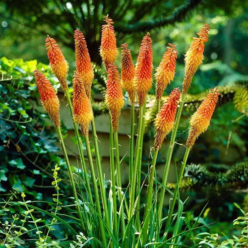 Red Hot Poker Plant Care