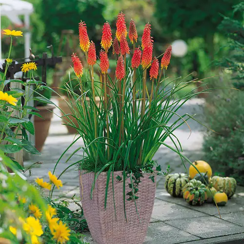 Red Hot Poker Plant Care and Growing Information