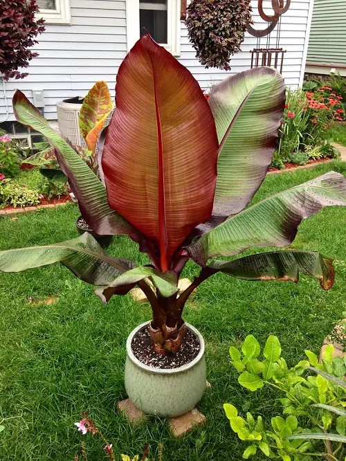 Red-leafed plant cultivars
