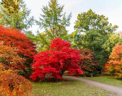 Red Leaf Plant Varieties 