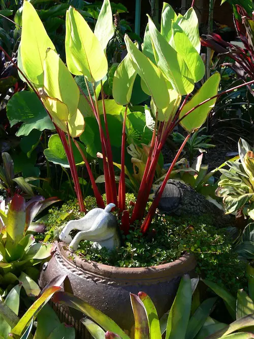 plants with red stem