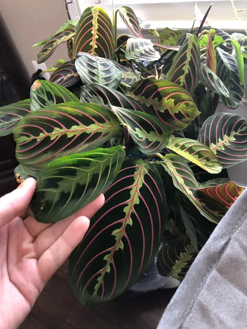 Red Veins on the leaves plant indoor