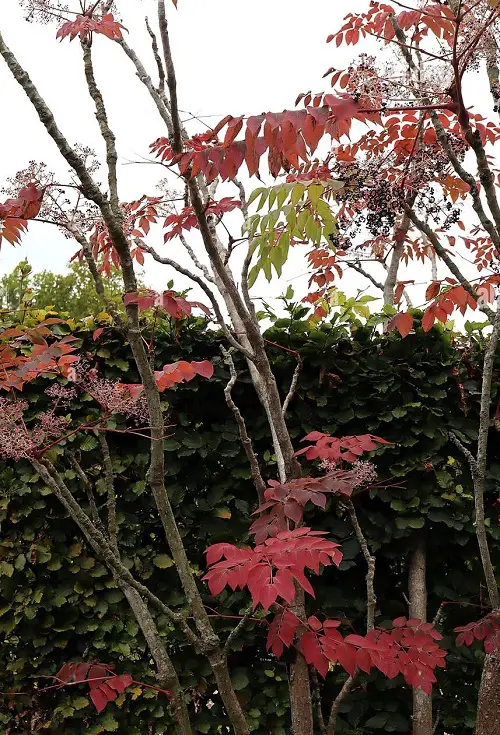 Various Red Leaf Plants 2