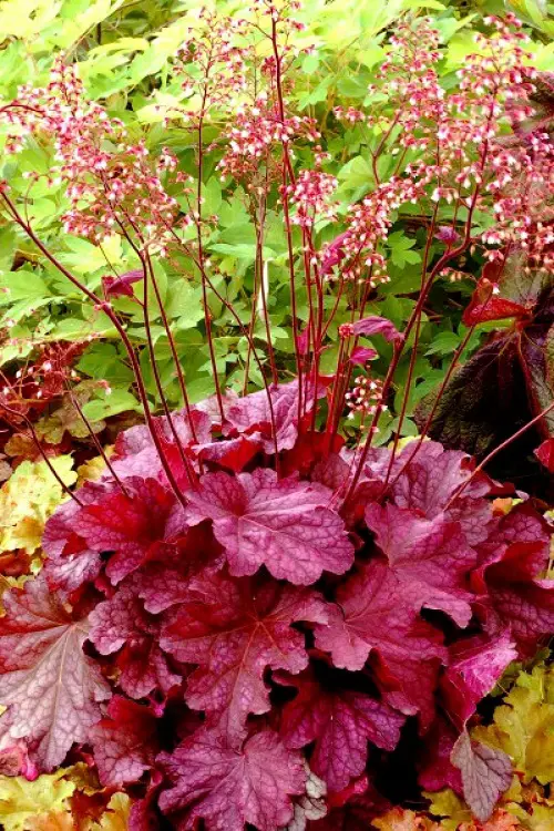  Red Veins on the Foliage plant in garden 