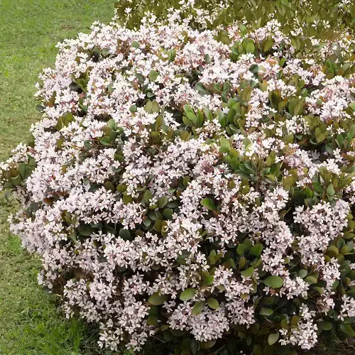 Evergreen shrubs that require little upkeep

