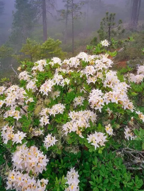 best Common Native Plants in California 