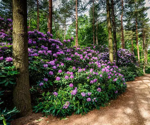 Plants to Grow Under Big Trees 1