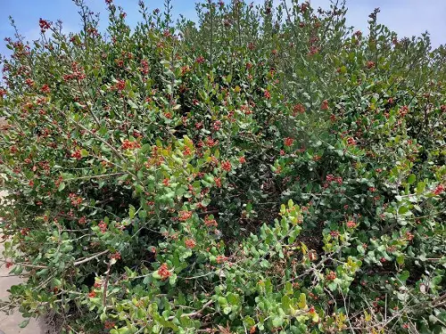 Common California Native Plants 