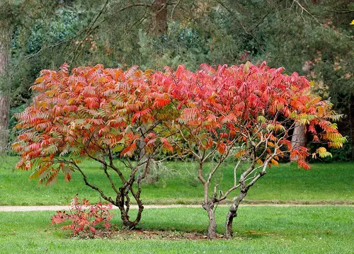 Various Red Leaf Plants 3