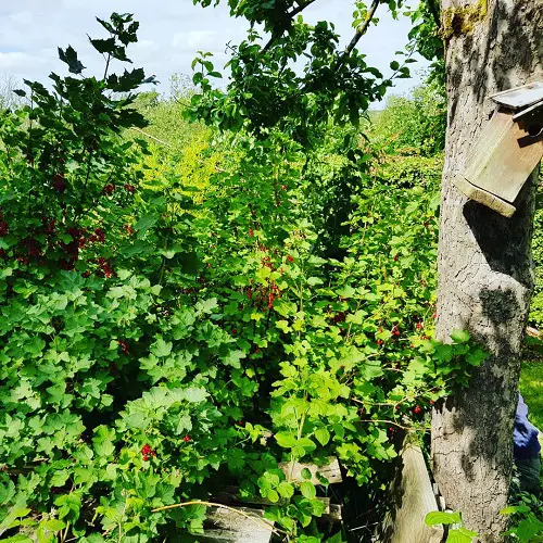 Plants to Grow Under Big Trees