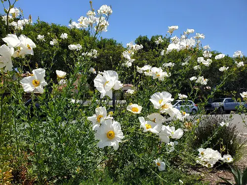 best Common California Native Plants