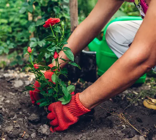 How to Grow Roses from Bouquets 7
