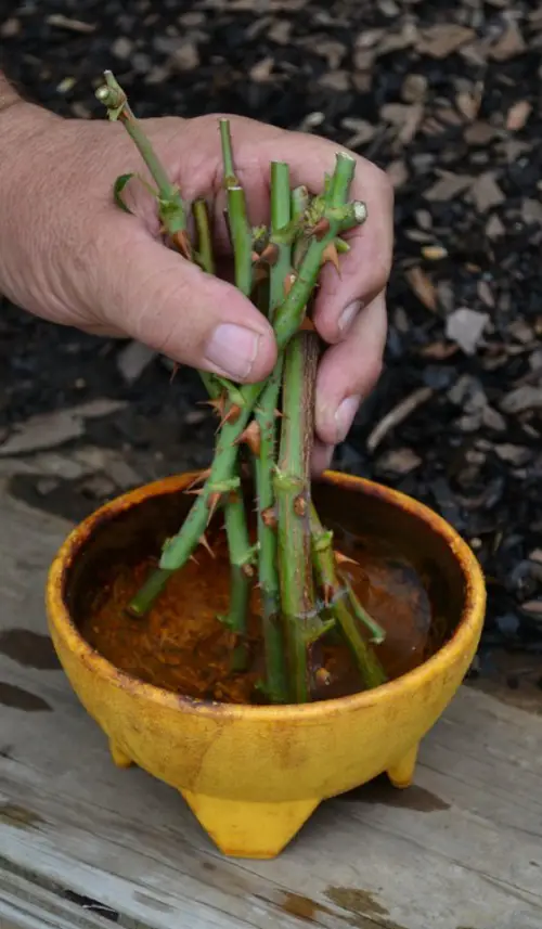 How to Grow Roses from Bouquets 2