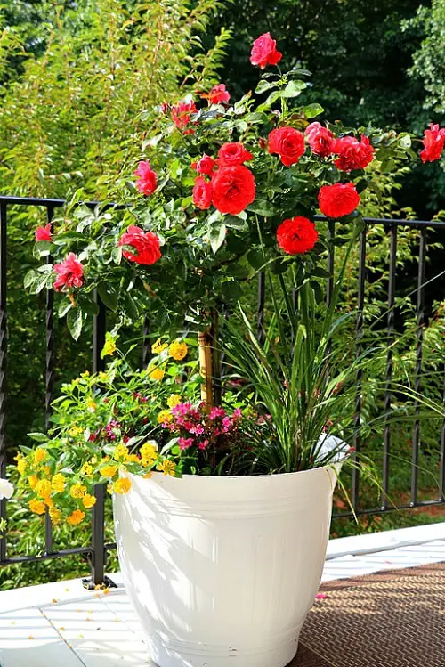 Summer Blooming Perennial Flowers in garden