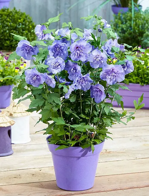 Blue Flower Names & Images in garden
