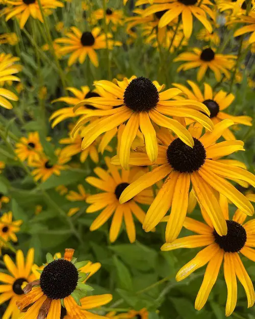best Companion Plants For Red Hot Poker Plant