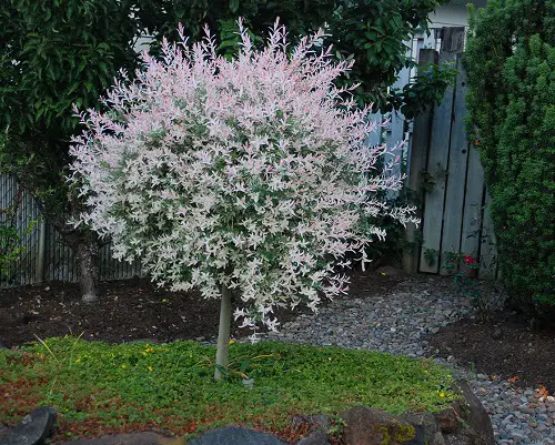 Pussy Willow varieties in garden