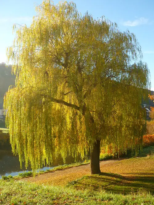 Beautiful Pussy Willow varieties