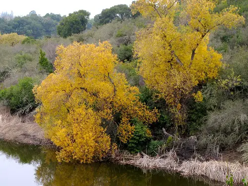Pussy Willow Types 1