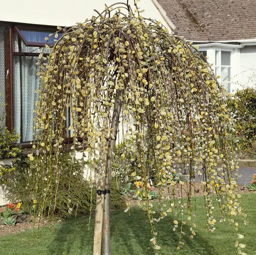 Pussy Willow Types