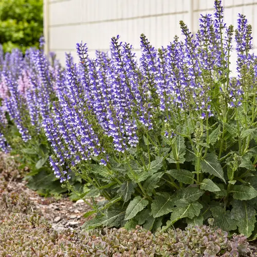 Summer time Blooming Perennials for Shade 5