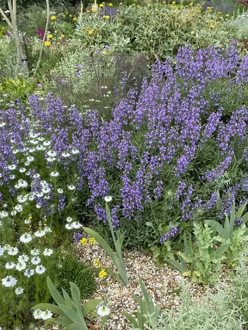 Sage Types You Can Plant in Your Garden