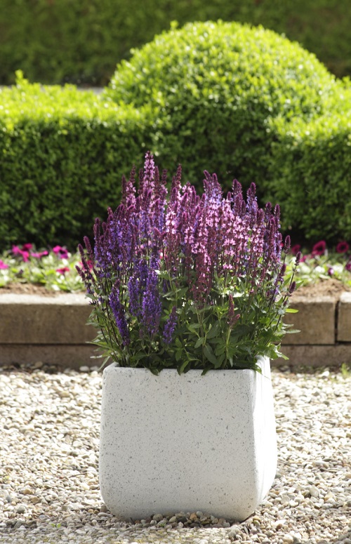 Blue Flower Names with Pictures