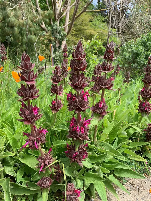 Amazing Common Native Plants in California