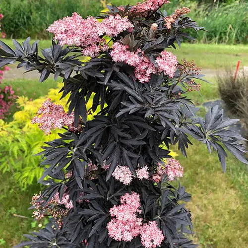 Top Native Plants in Chicago