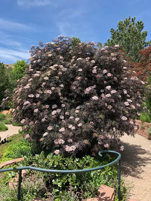 Beautiful Trees With Purple Leaves in garden