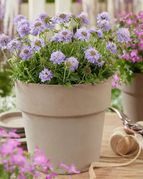 beautiful Blue Flower Names & Images
