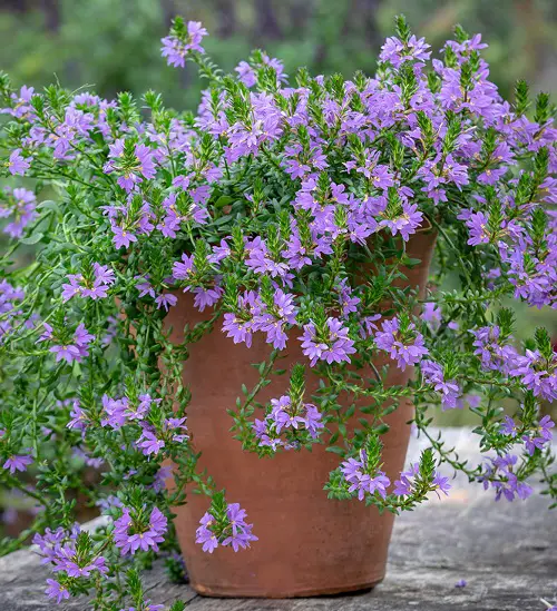 Blue Flower Names with Pictures in busket