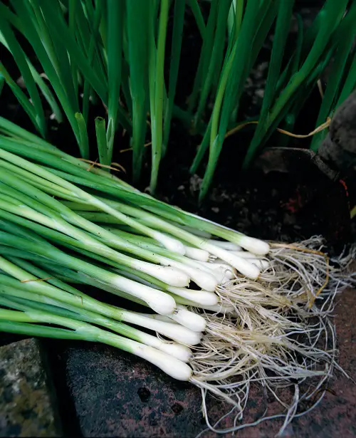 Best Vegetables that are Ready to Harvest