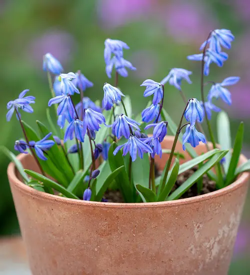 Blue Flower Names with Pictures