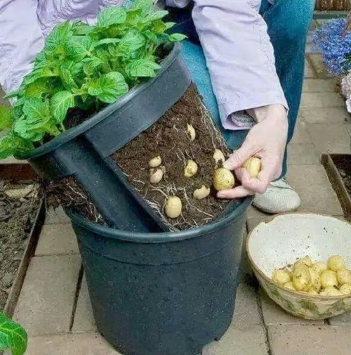 12 DIY Potato Pots to Grow Potatoes Without Digging Growing potatoes in Buckets