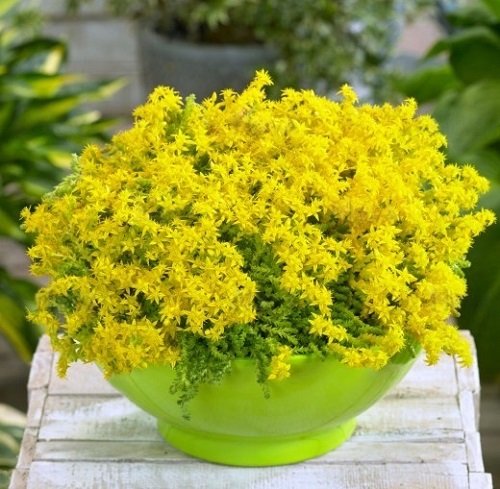Drought Tolerant Plants that Grow In Lack of Water 