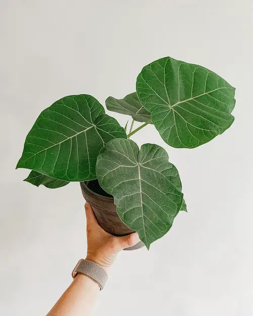 Pot Size for Ficus Umbellata