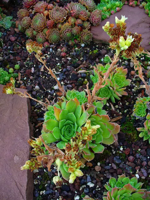 Purple and Green Plants in garden