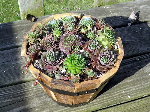 pot Succulent Plants for Barrels