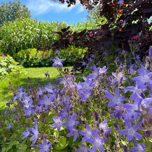 Summertime Blooming Perennials for Shade 2
