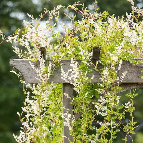  Gray Flower vine
