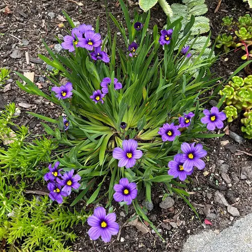 Common California Native Plants