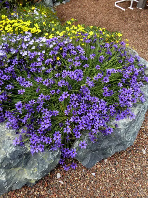 best beautiful Grass Alternative Plants
