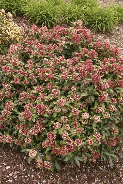 Low Maintenance Evergreen Shrubs 