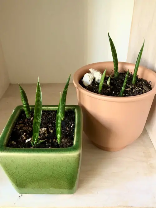 best Indoor Plants You can Grow from Pups
