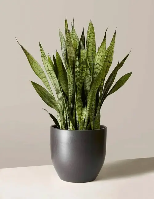 best plants That Remove Formaldehyde