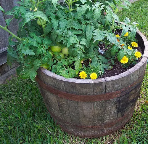 top Vegetable Plants for Barrels