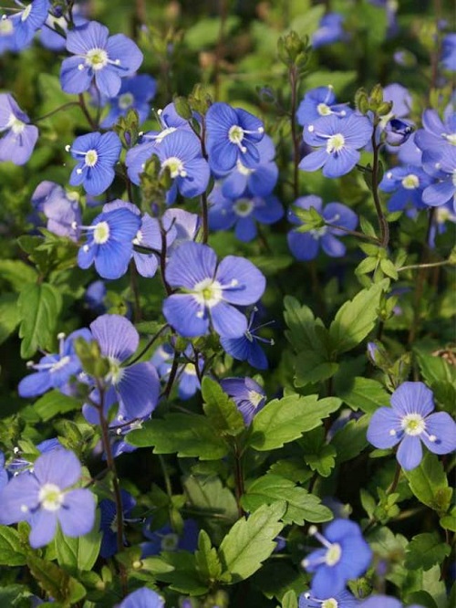 beautiful Blue Flower Names & Images